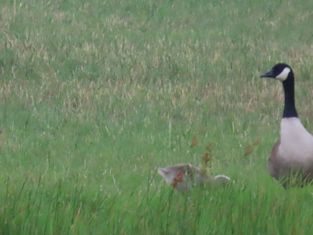 Canada Goose - ML635232676