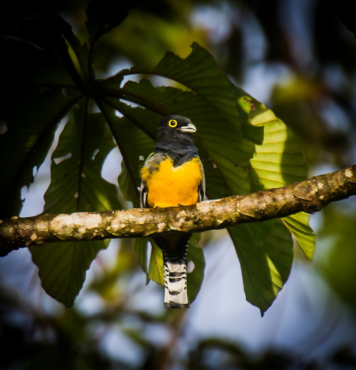 Gartered Trogon - ML635232721