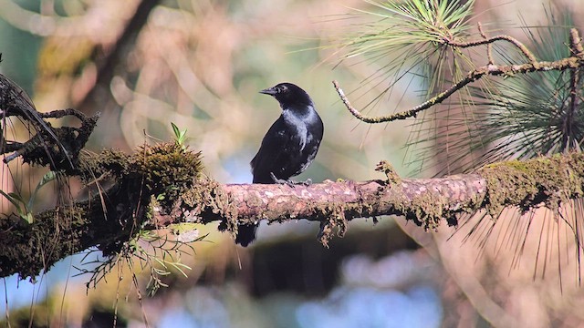 Melodious Blackbird - ML635232730