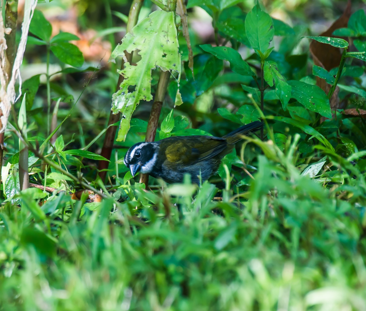 Costa Rican Brushfinch - ML635232785