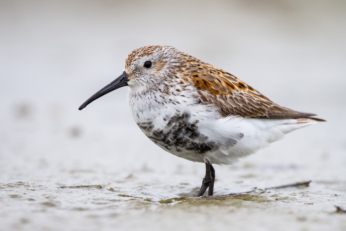 黑腹濱鷸 - ML635232823