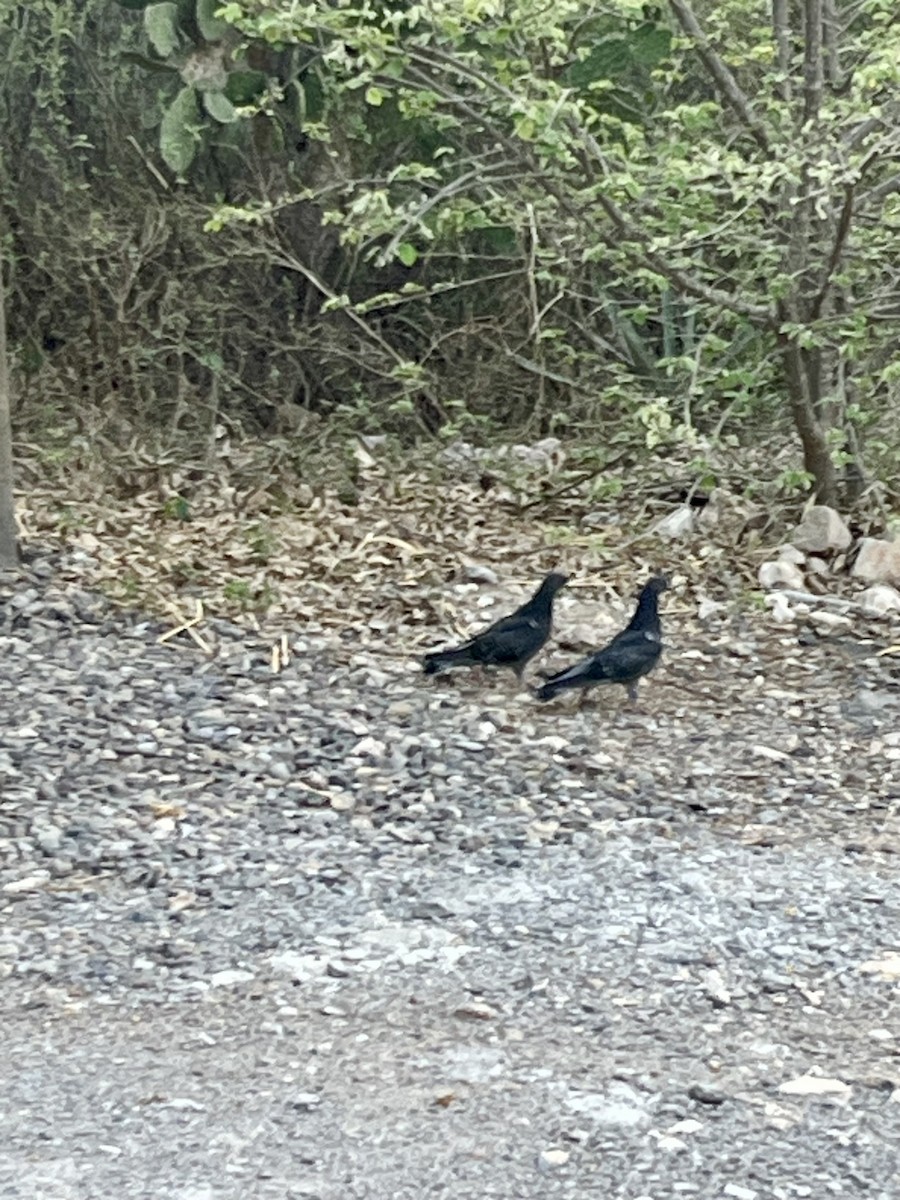 Rock Pigeon (Feral Pigeon) - ML635232872