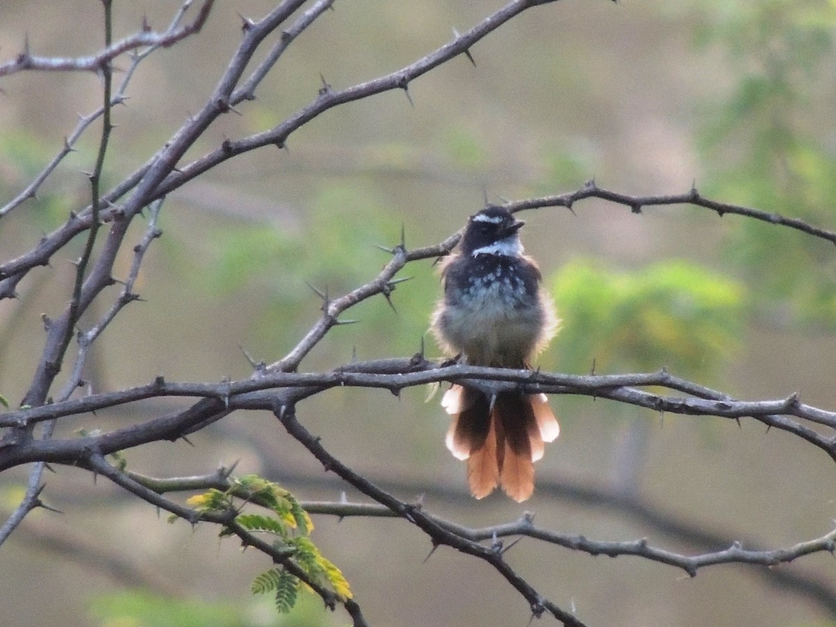 Spot-breasted Fantail - ML635232935