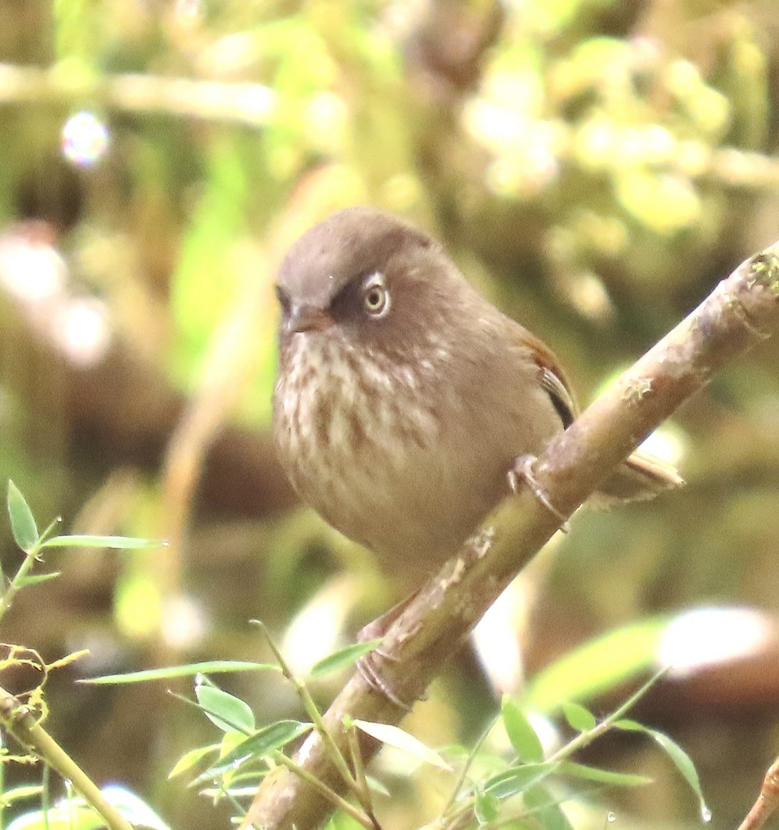 Taiwan Fulvetta - ML635232992
