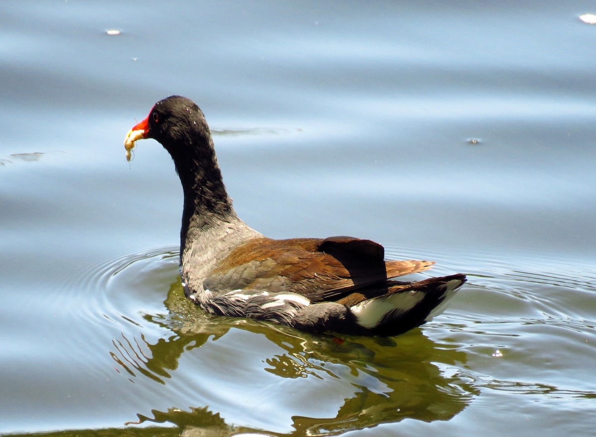 Common Gallinule - Lisa Larson