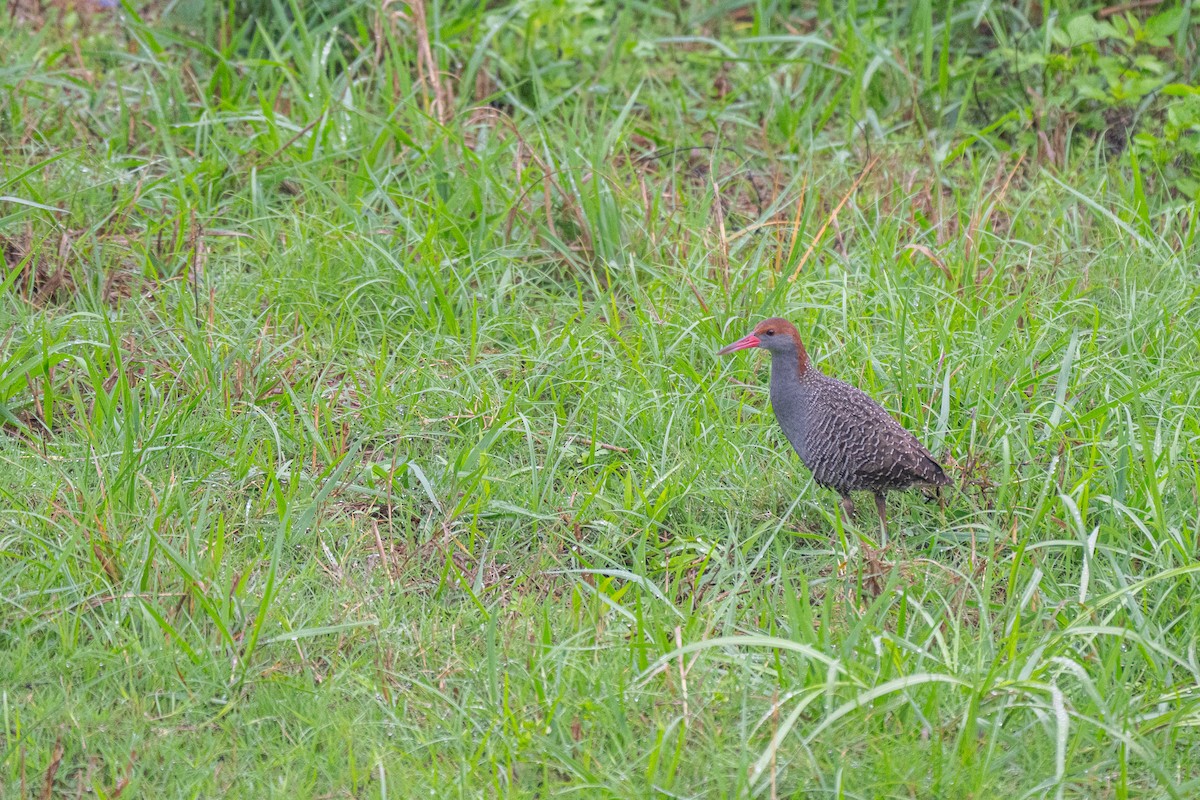 Slaty-breasted Rail - ML635233025
