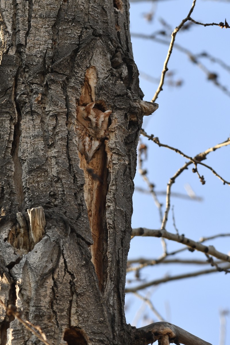 Eastern Screech-Owl - ML635233033