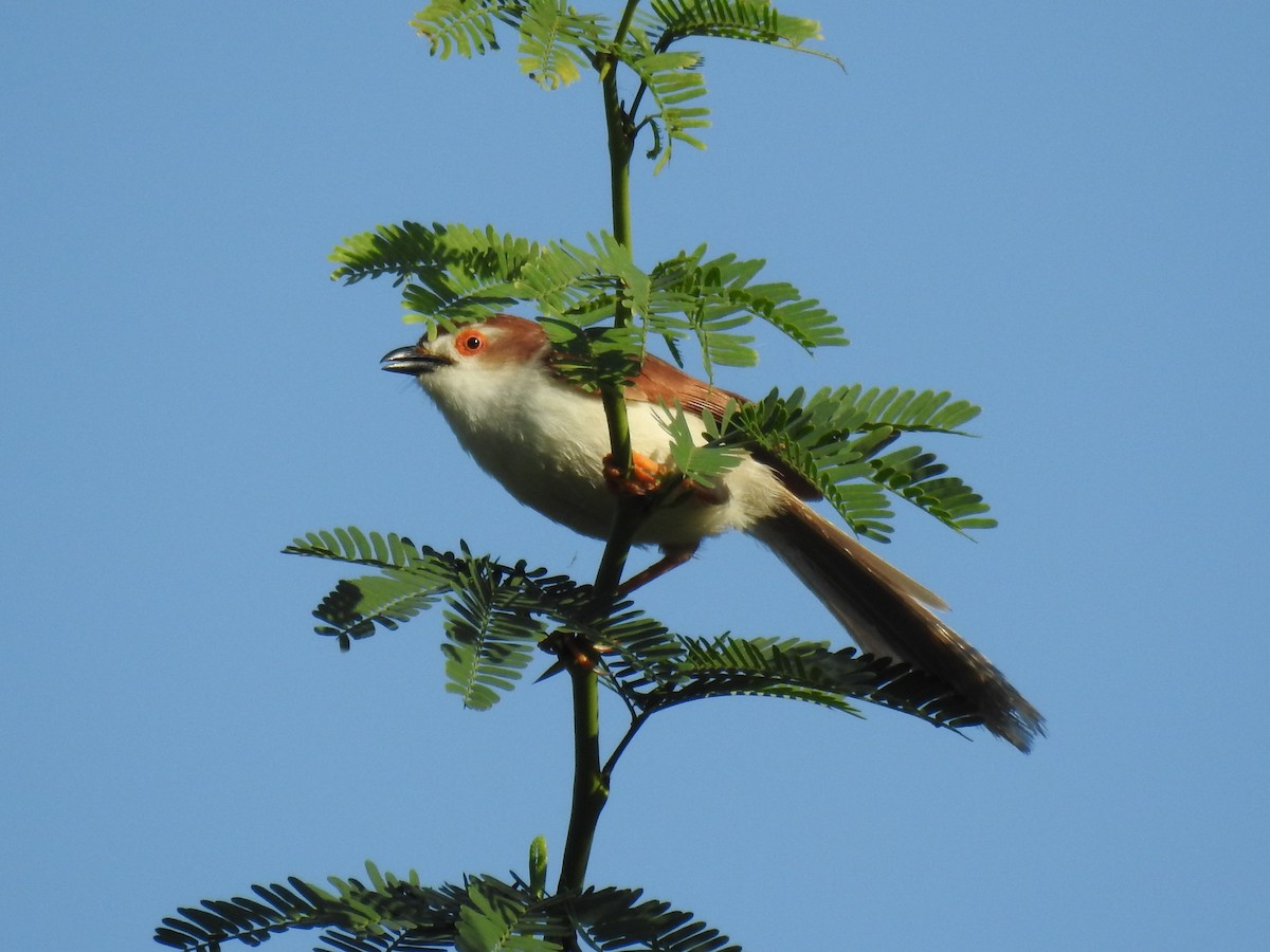Yellow-eyed Babbler - ML635233047