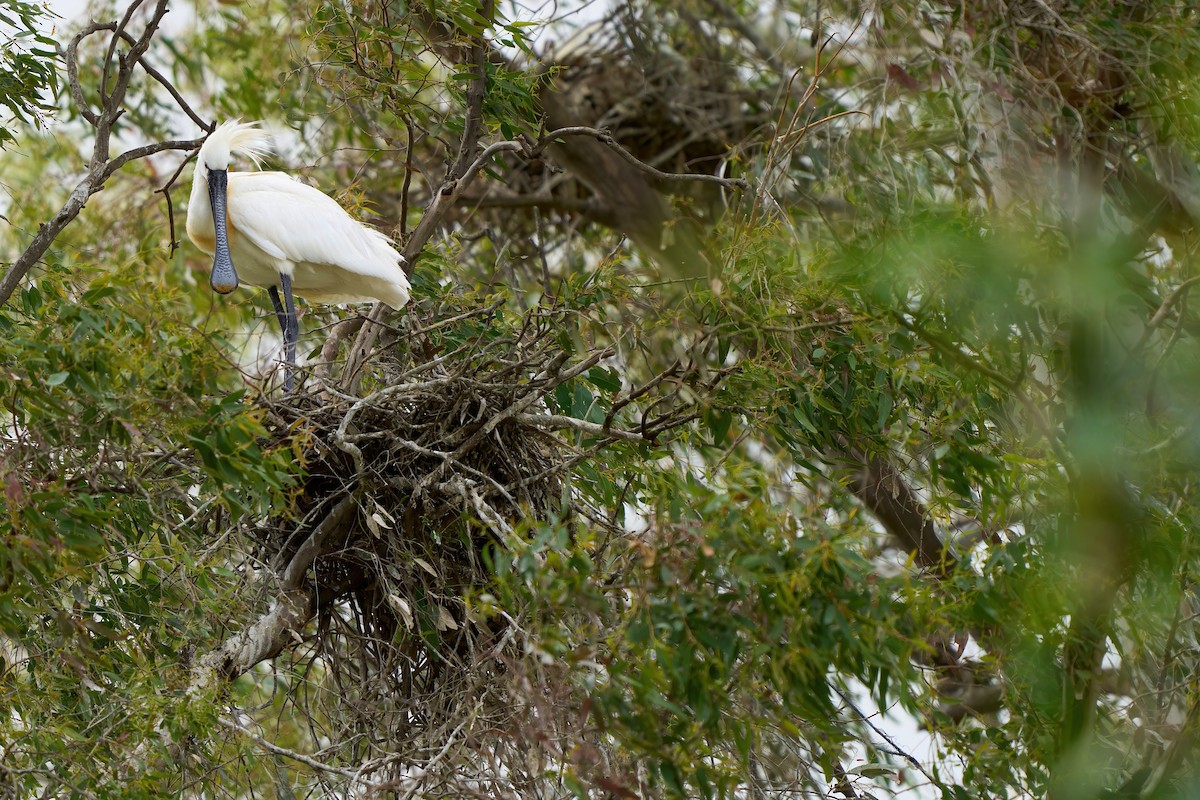 Eurasian Spoonbill - ML635233055