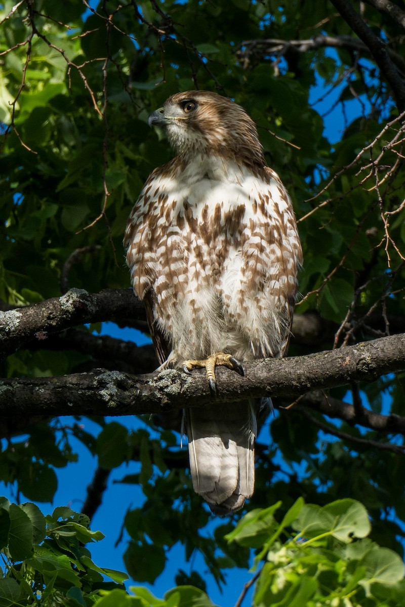 Red-tailed Hawk - ML635233154
