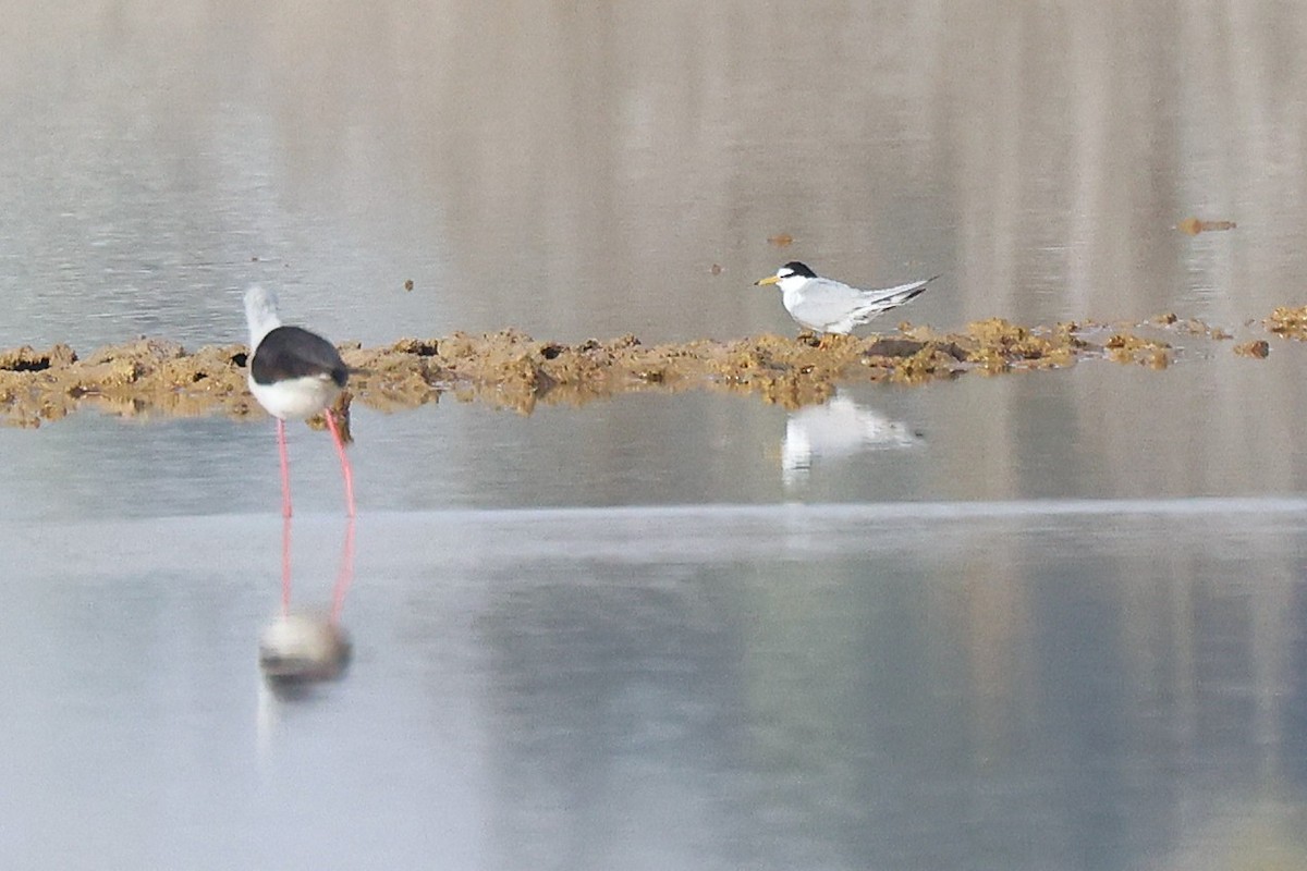 Little/Saunders's Tern - ML635233156