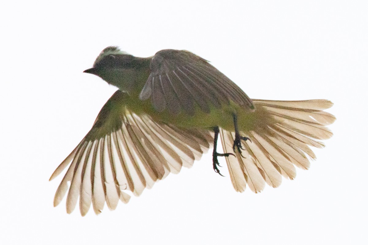 Social Flycatcher - ML635233197