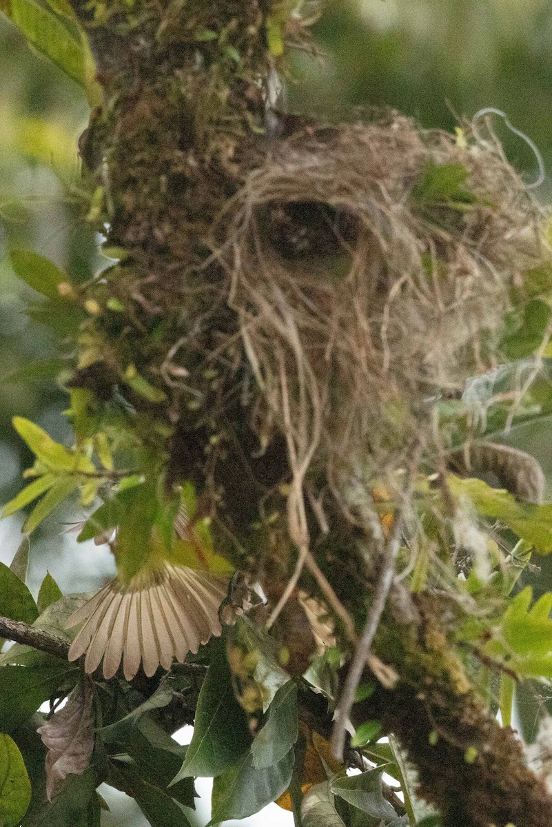 Social Flycatcher - ML635233198