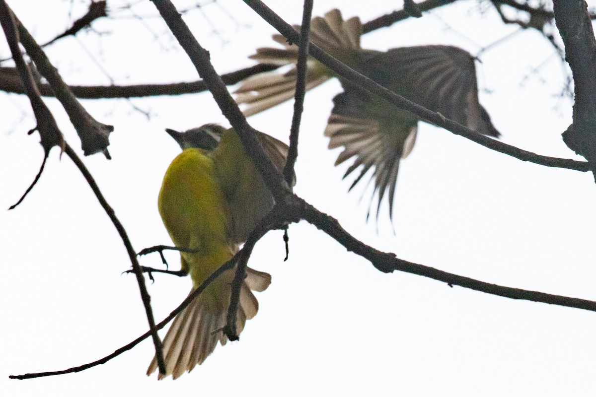 Social Flycatcher - ML635233202