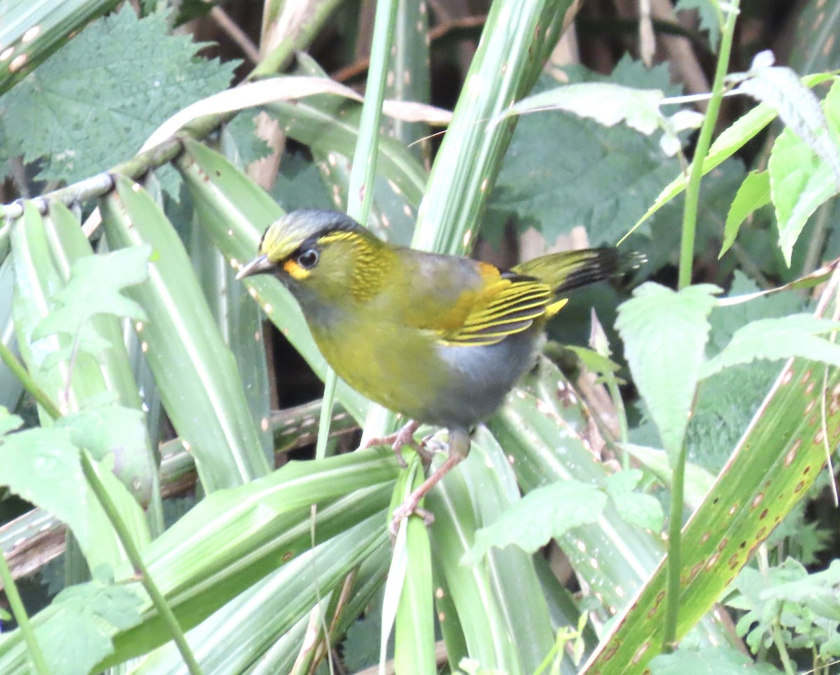 Taiwan Liocichla - ML635233204