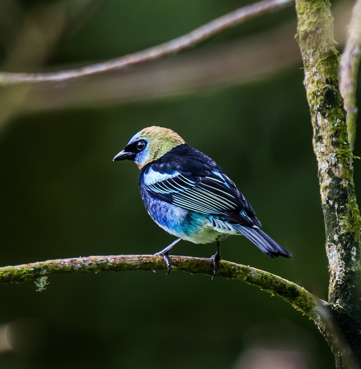Golden-hooded Tanager - ML635233215