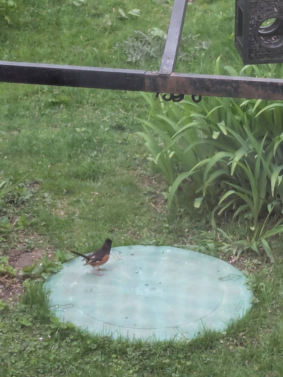 Eastern Towhee - ML635233219