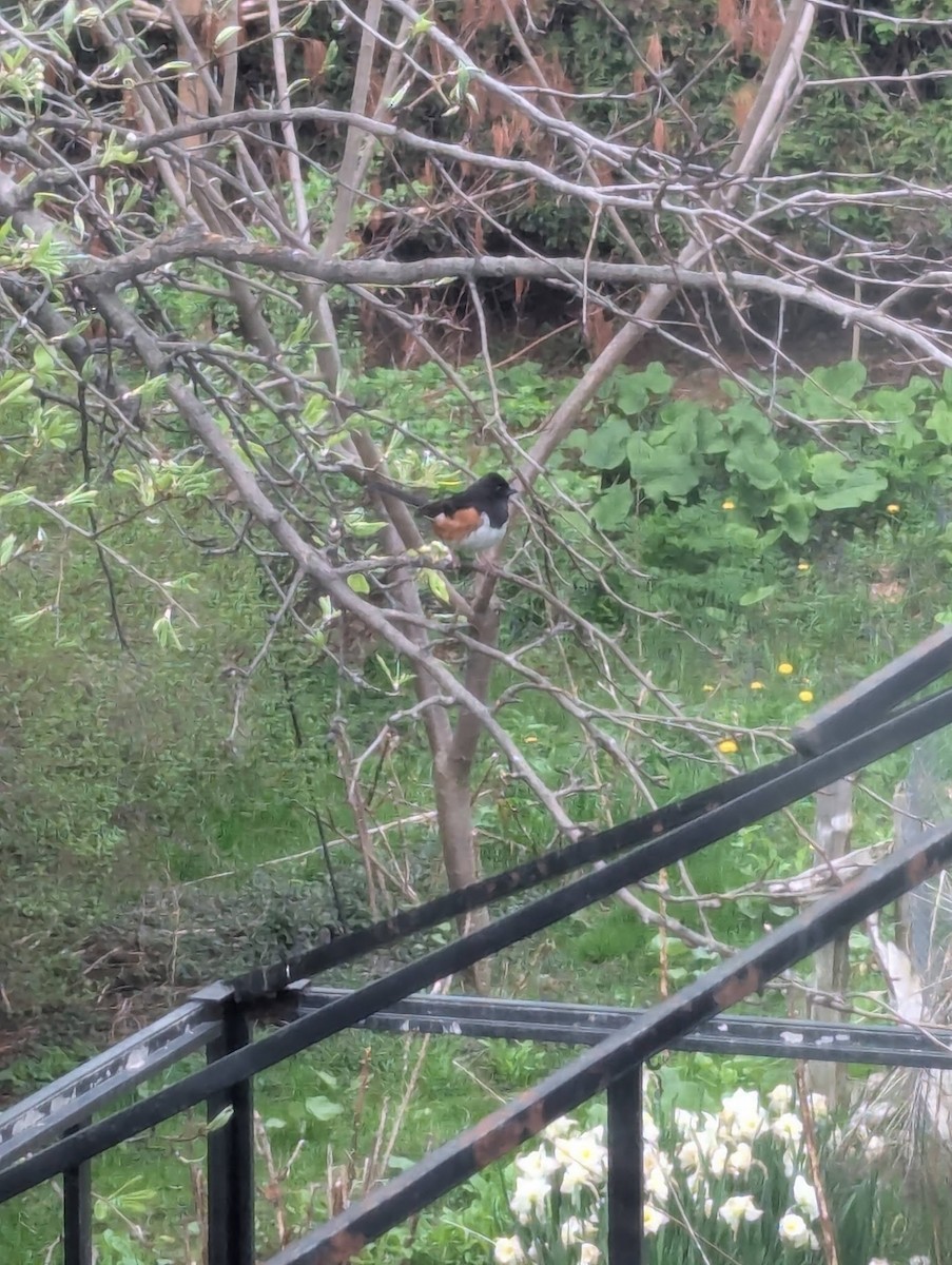 Eastern Towhee - ML635233220