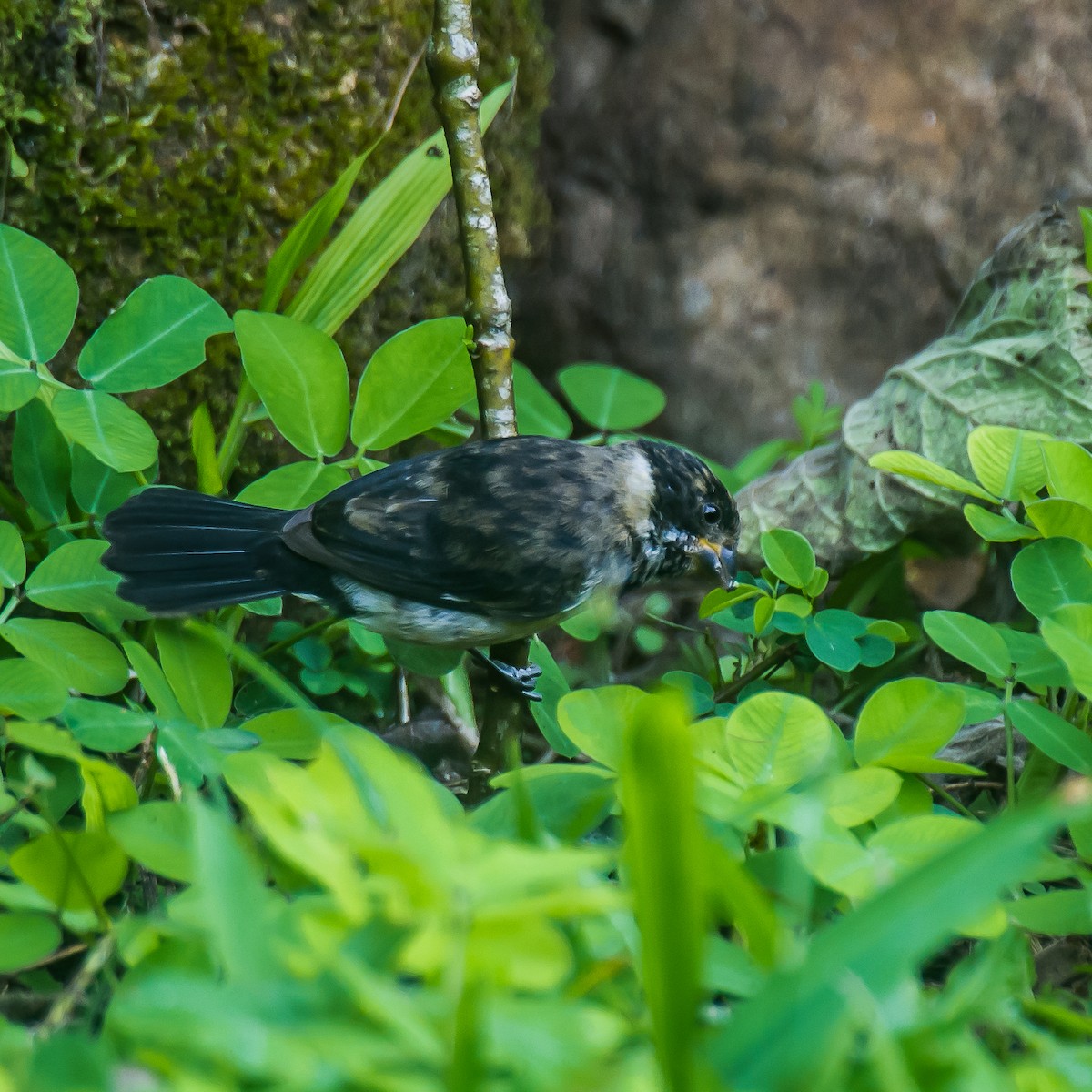 Variable Seedeater - ML635233226