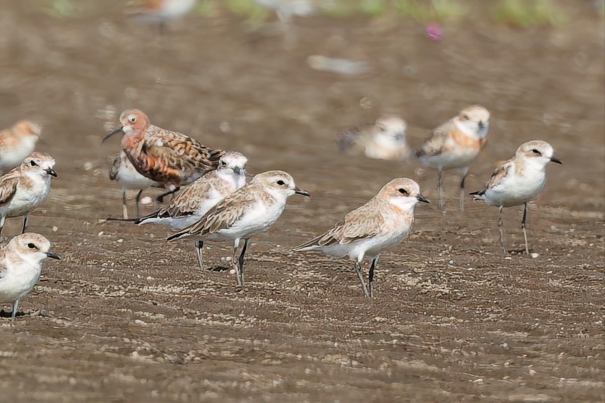 Tibetan Sand-Plover - ML635233247