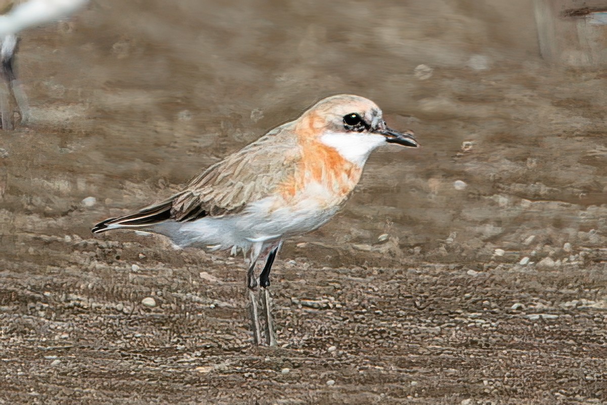 Tibetan Sand-Plover - ML635233248