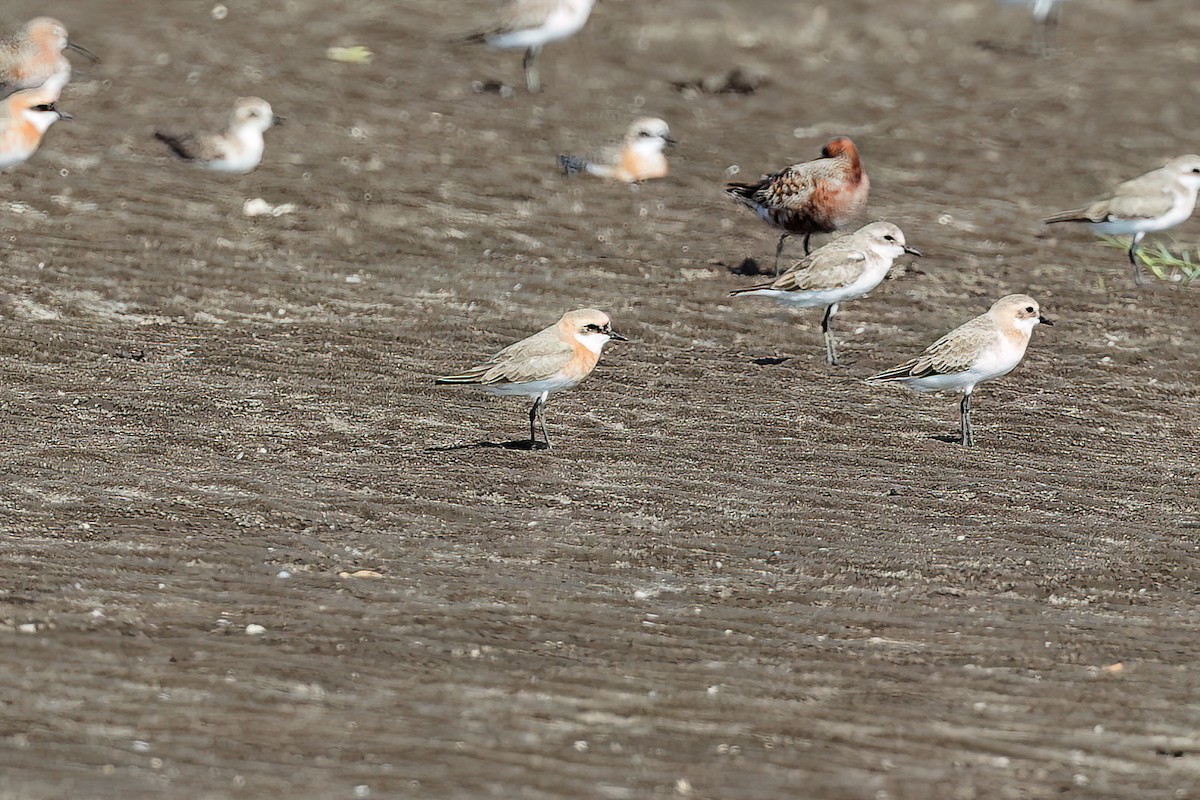 Tibetan Sand-Plover - ML635233249