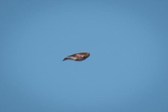 Crimson-winged Finch - ML635233316