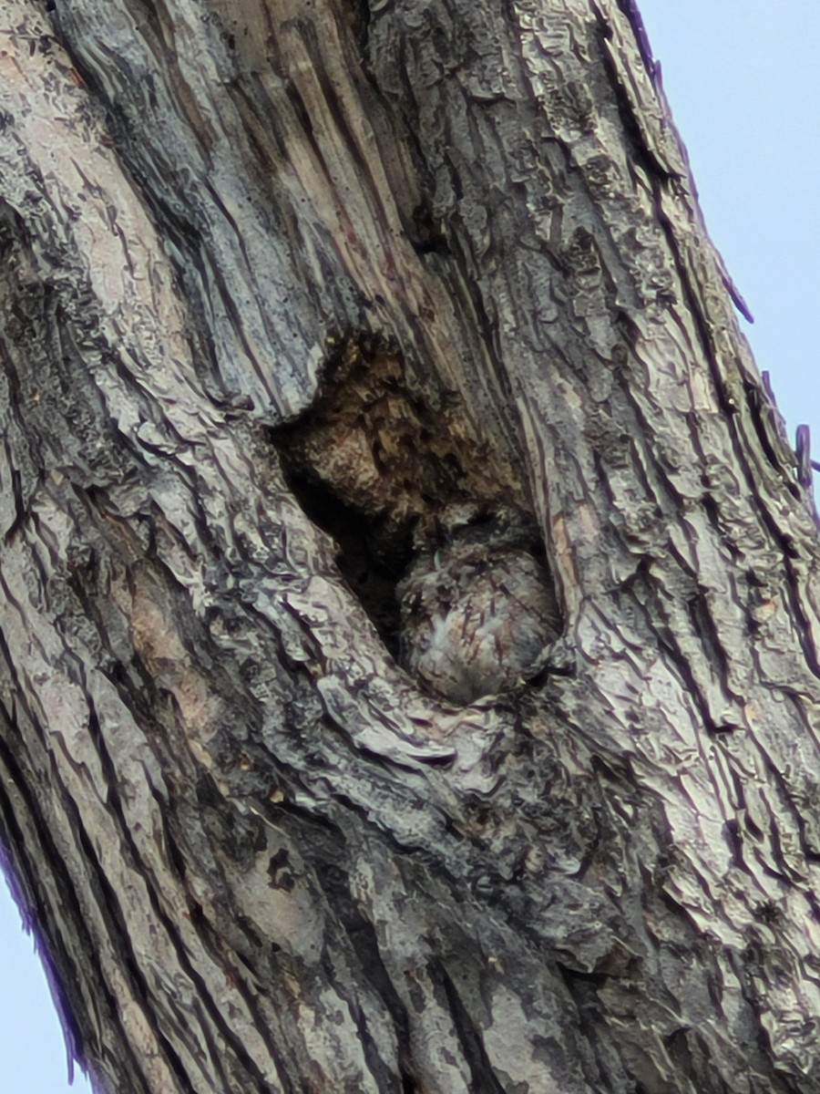 Eastern Screech-Owl - ML635233321