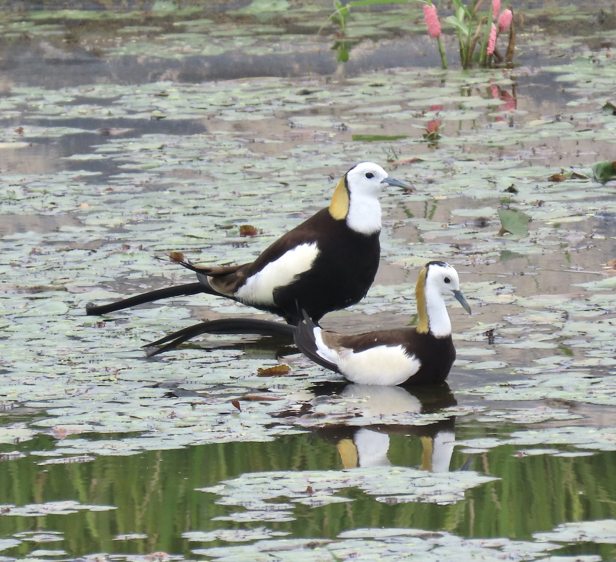 Jacana à longue queue - ML635233345