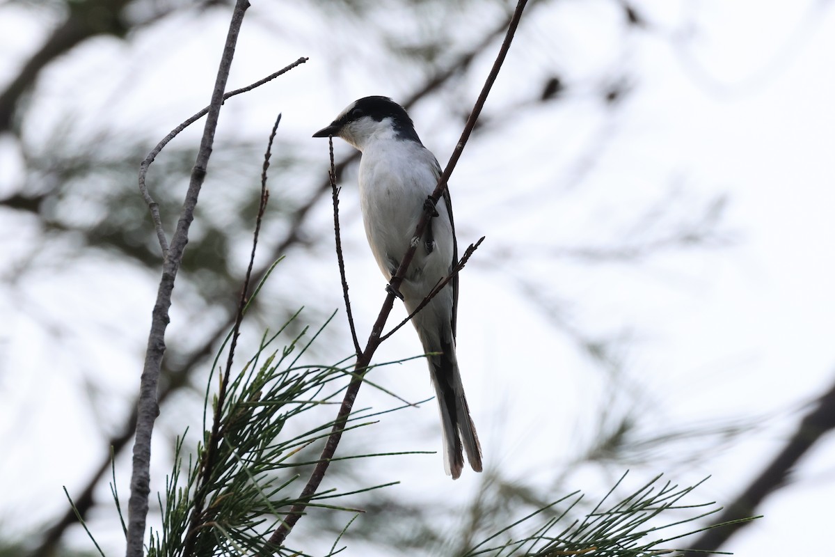 Ashy Minivet - ML635233367