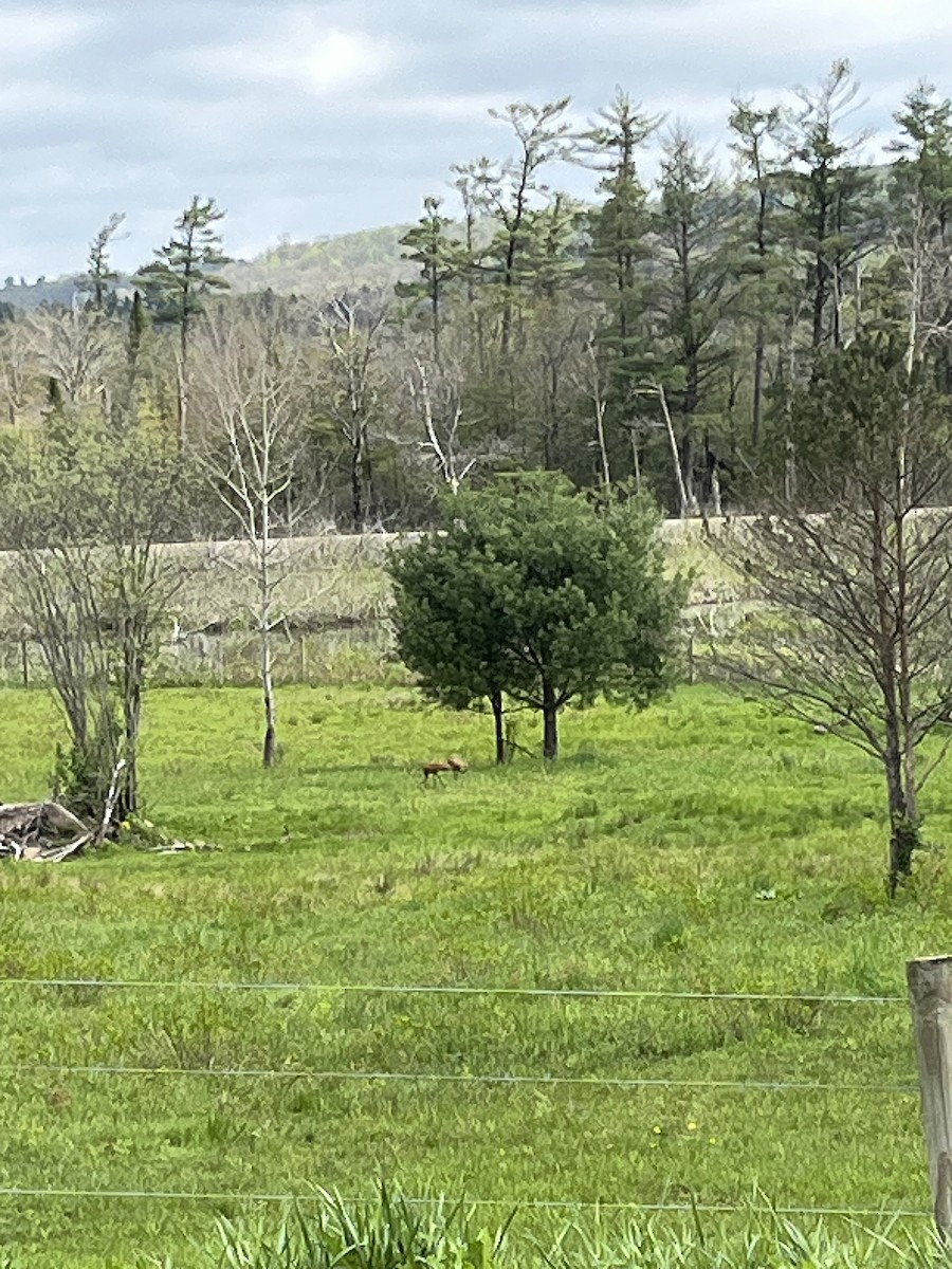Sandhill Crane - ML635233466