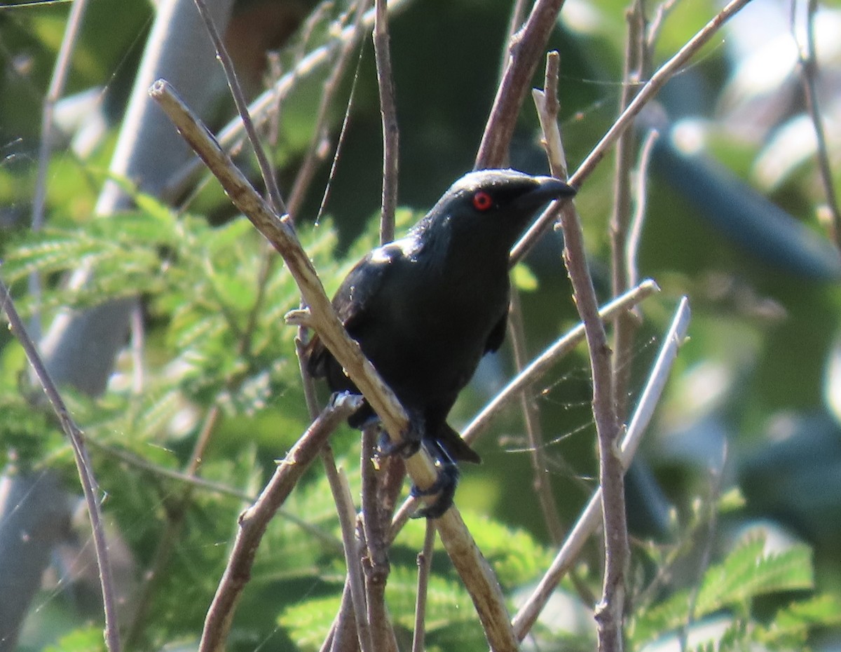 Asian Glossy Starling - ML635233477