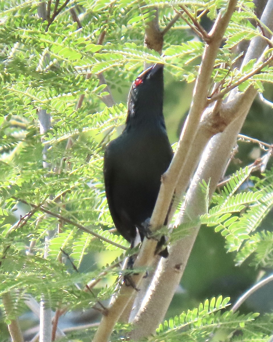 Asian Glossy Starling - ML635233478
