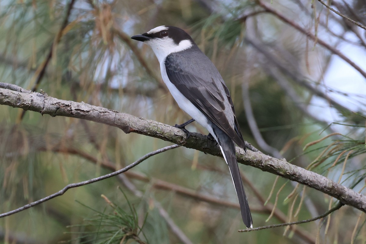 Ashy Minivet - ML635233504