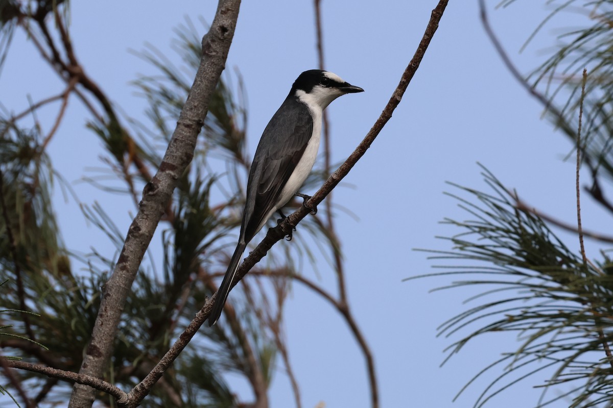Ashy Minivet - ML635233505