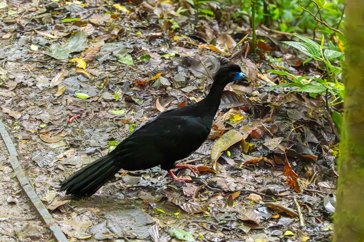 Black Guan - ML635233602