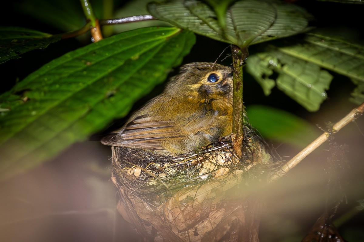 White-throated Spadebill - ML635233642