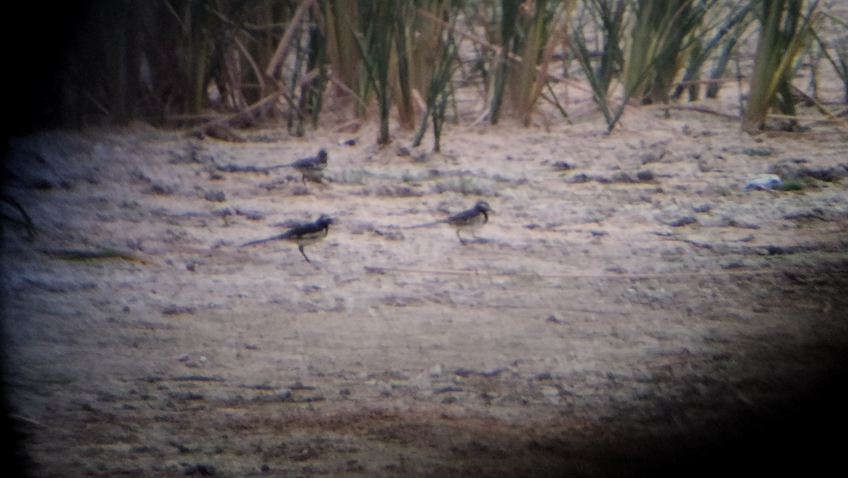 White-browed Wagtail - ML635233652