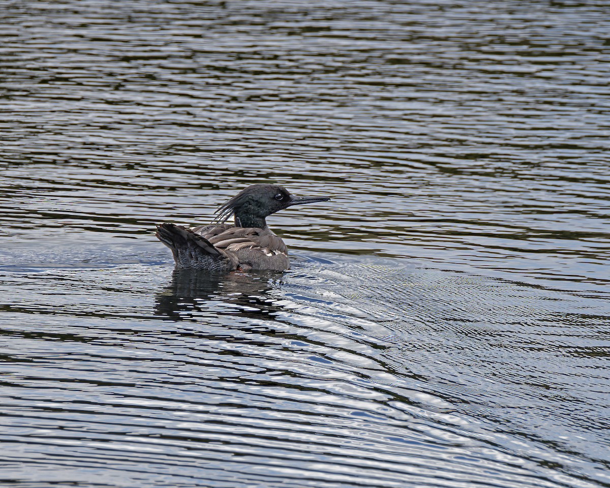 Brazilian Merganser - ML635233731