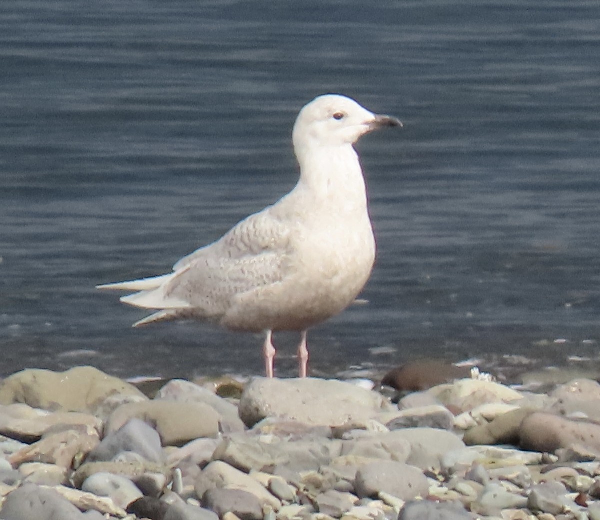 Iceland Gull - ML635233733