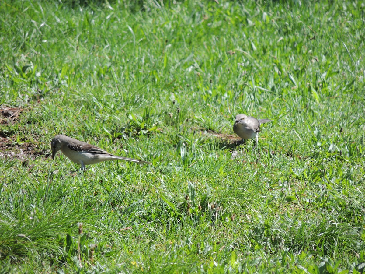 Northern Mockingbird - ML635233742