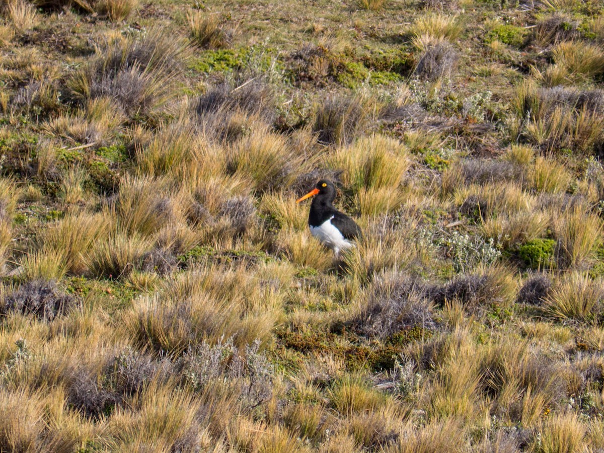 Magellanic Oystercatcher - ML635233834