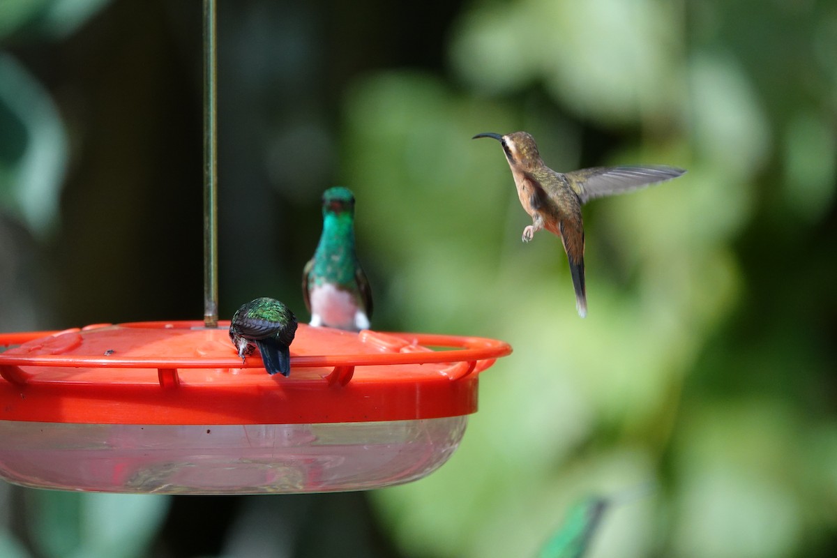 Stripe-throated Hermit - ML635233836