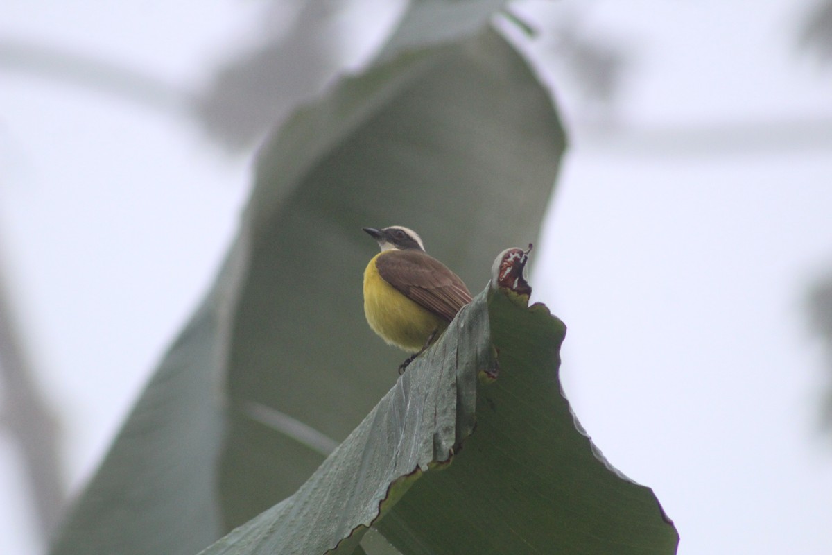 Social Flycatcher - ML635233896