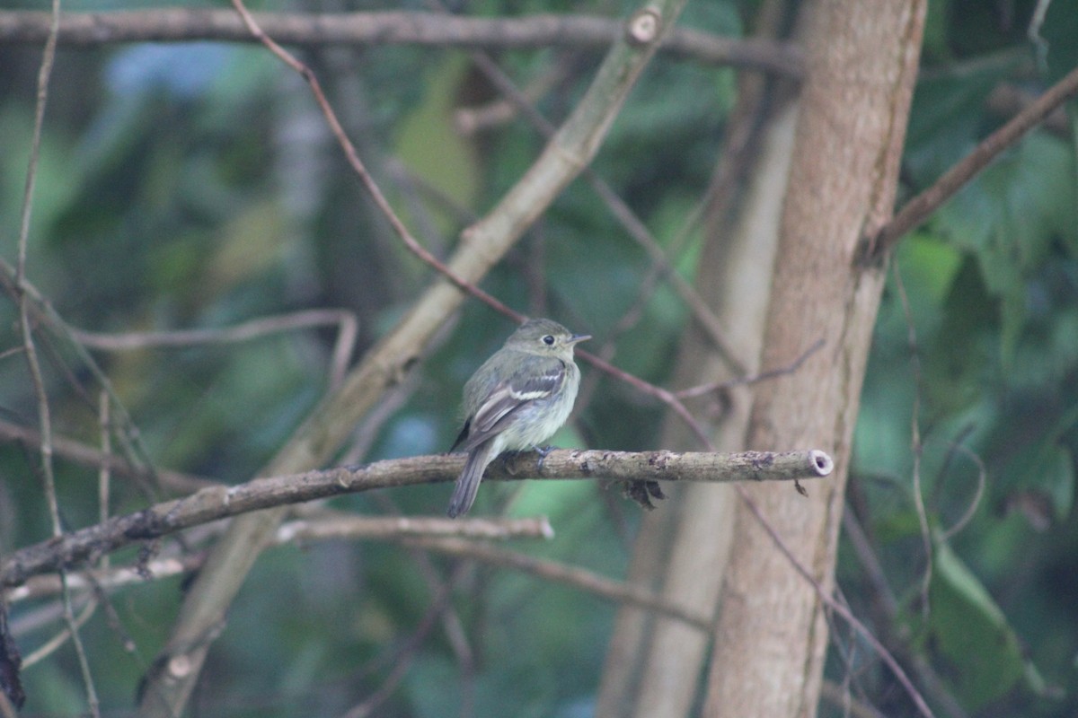 Yellow-bellied Flycatcher - ML635233901