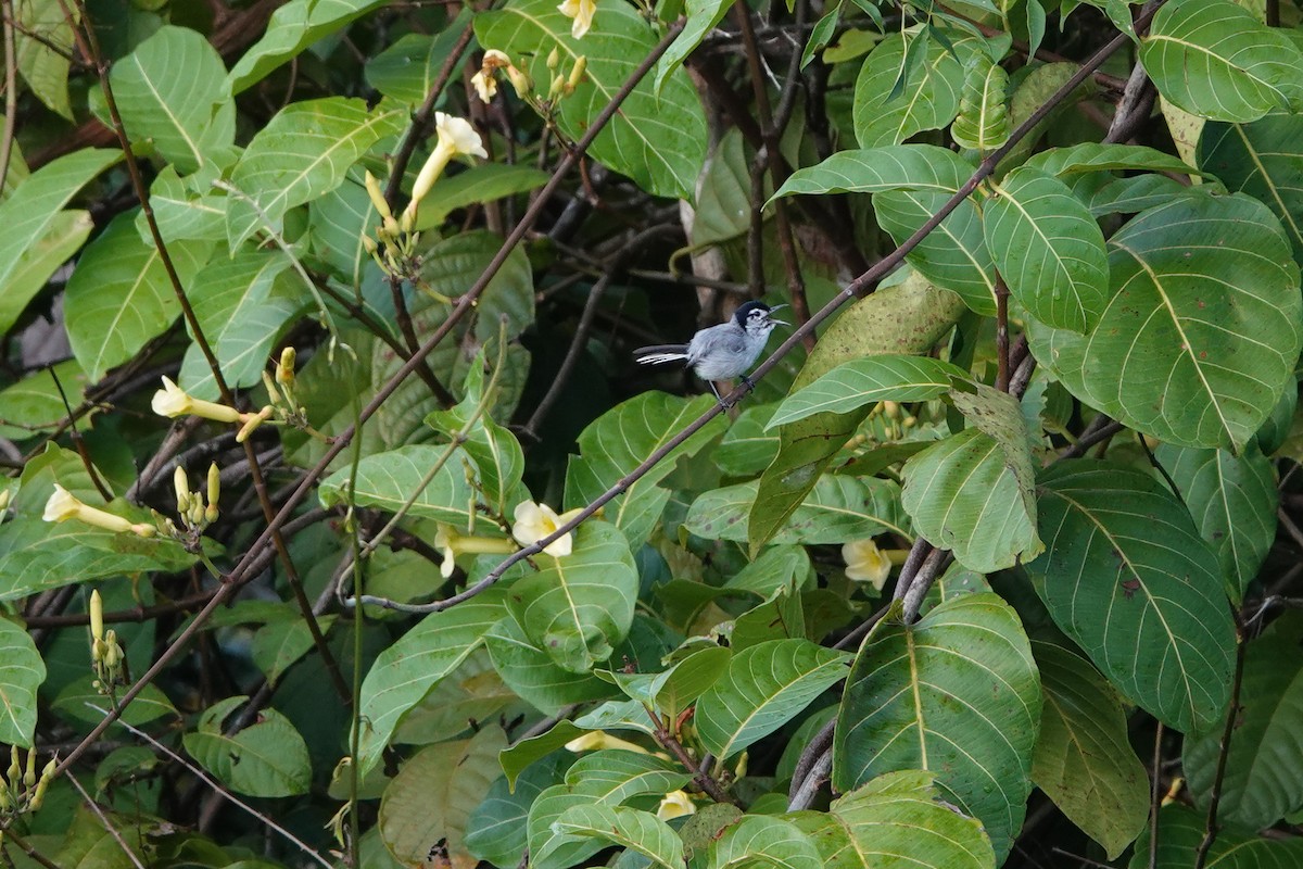 White-browed Gnatcatcher - ML635233955