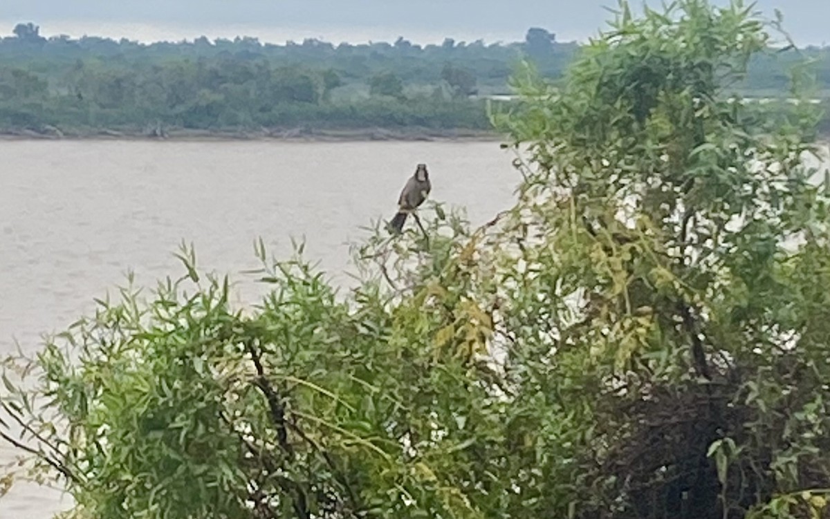 Golden-billed Saltator - ML635233965