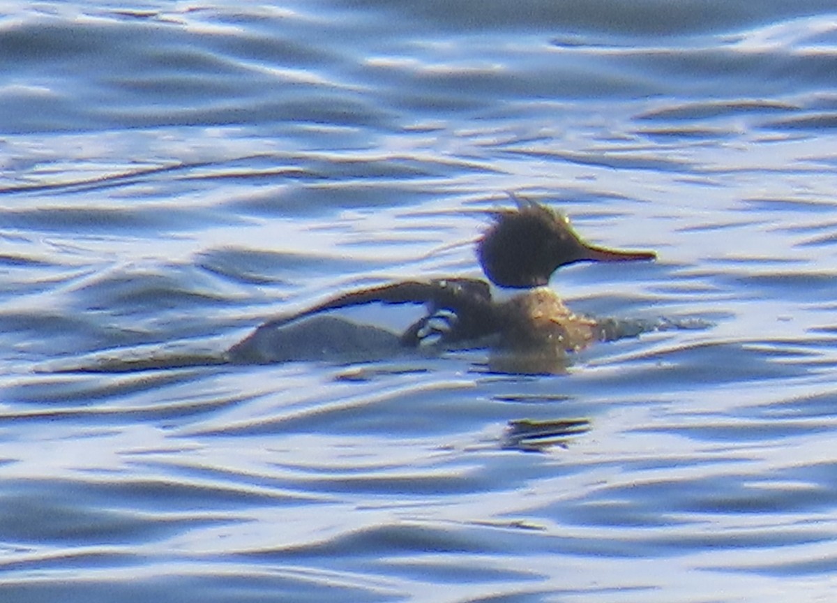 Zerra ertaina - ML635233966