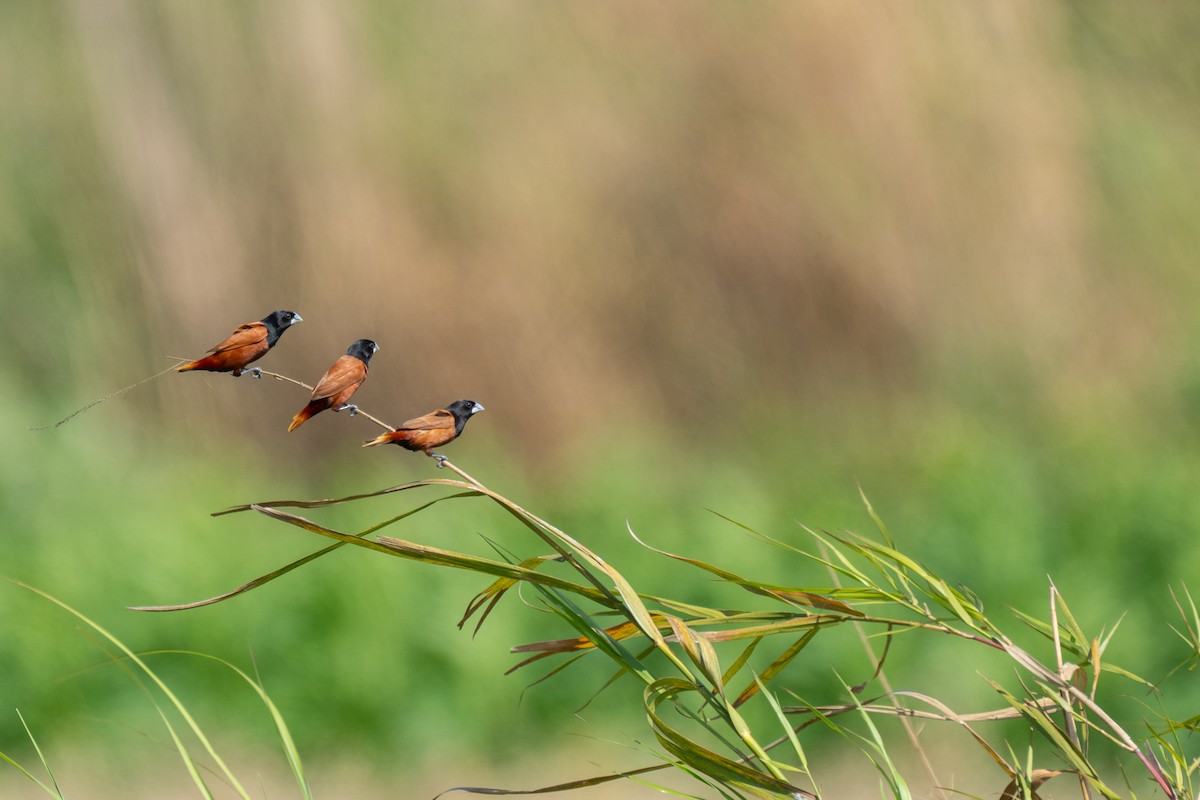 Chestnut Munia - ML635233982