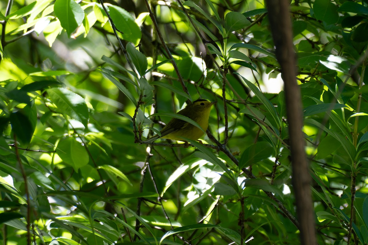Wilson's Warbler - ML635233984
